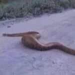 Com a barriga cheia, a majestosa serpente cruza a estrada e reforça a importância de respeitar a fauna brasileira