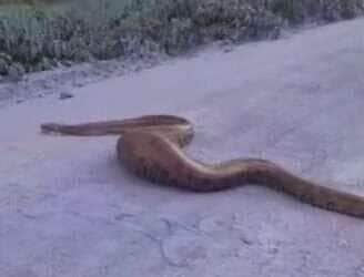 Com a barriga cheia, a majestosa serpente cruza a estrada e reforça a importância de respeitar a fauna brasileira