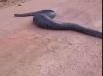 Sucuri gigante e de barriga cheia atravessa estrada e impressiona motoristas
