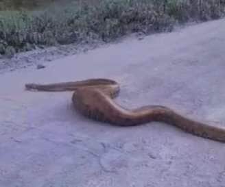 Com a barriga cheia, a majestosa serpente cruza a estrada e reforça a importância de respeitar a fauna brasileira