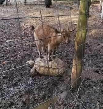 Quando a amizade entre espécies diferentes vira um passeio épico - e viral!