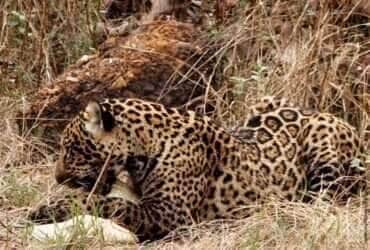 Jovem onça-pintada flagrada devorando jacaré em cena impressionante no Pantanal