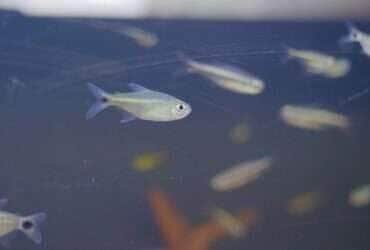 (Foto: Ascom Prefeitura/Anderson Lippi)