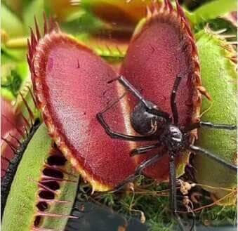 Quando a caçadora vira a caça! Vídeo viral revela o ataque preciso e fulminante de uma planta carnívora contra uma aranha desavisada.