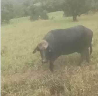 Com inteligência e instinto materno, búfala surpreende ao indicar local de resgate e emociona a internet com final feliz