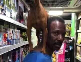 Com muito estilo e equilíbrio, o cãozinho Júnior passeia nos ombros do senhor Divino e conquista olhares e sorrisos no coração de São Paulo