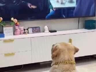 Como os cães enxergam a TV; uma perspectiva canina sobre as imagens em movimento