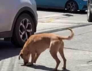 Cãozinho brincando com a própria sombra encanta a internet e dá uma aula de felicidade