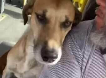 Caramelos rodoviários: a dupla de cachorros que pegou carona no ônibus e conquistou a internet
