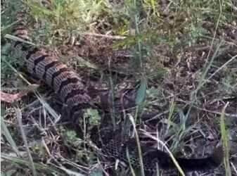 Homem mexe com cauda de cobra venenosa e gera debate: cascavel brasileira ou diamante?