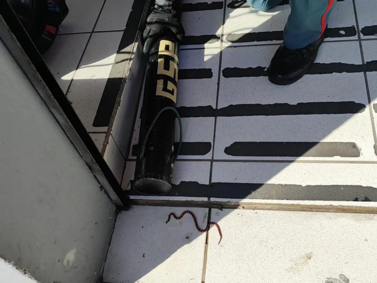 cobra-coral-verdadeira-1-1300x975