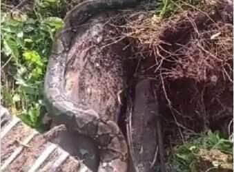Vídeo viral mostra uma serpente colossal deslizando ao lado de um trator, despertando curiosidade e dúvidas sobre sua verdadeira identidade.