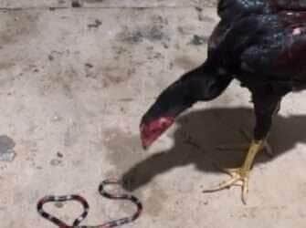 Galinhas vs. cobras venenosas: frango devora coral verdadeira em vídeo impressionante!