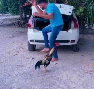 Com passos sincronizados e muito estilo, este galo mostrou que tem mais swing que muita gente