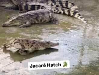 Jacaré hatch? conheça o 'sem cauda' que virou celebridade nas redes sociais