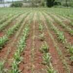 milho recem plantado