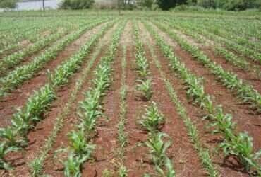 milho recem plantado