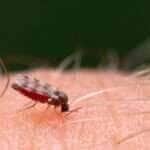 mosquito-da-dengue