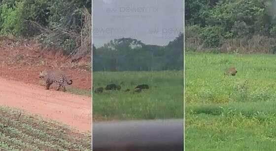 Onça-pintada é filmada capturando presa em Mato Grosso
