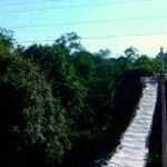 Juína implementa passagem de fauna suspensa para proteger primatas na transição Cerrado-Amazônia