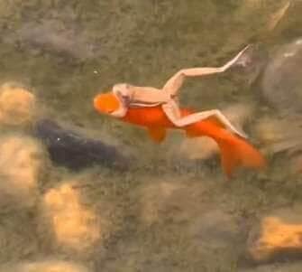 Vídeo inusitado viraliza ao mostrar uma perereca surfando no dorso de um peixe — a dupla improvável que ganhou os corações do Mundo Animal