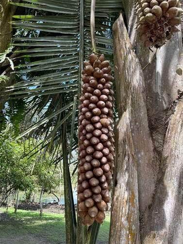 Pesquisadores criam alimento similar a hambúrguer com coco de babaçu