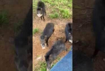 porco do mato