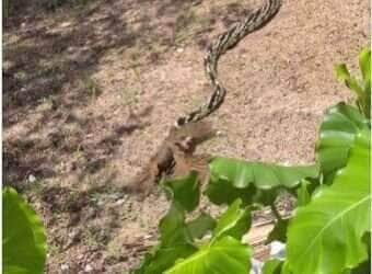 Sabiá valente enfrenta cobra para proteger seus filhotes