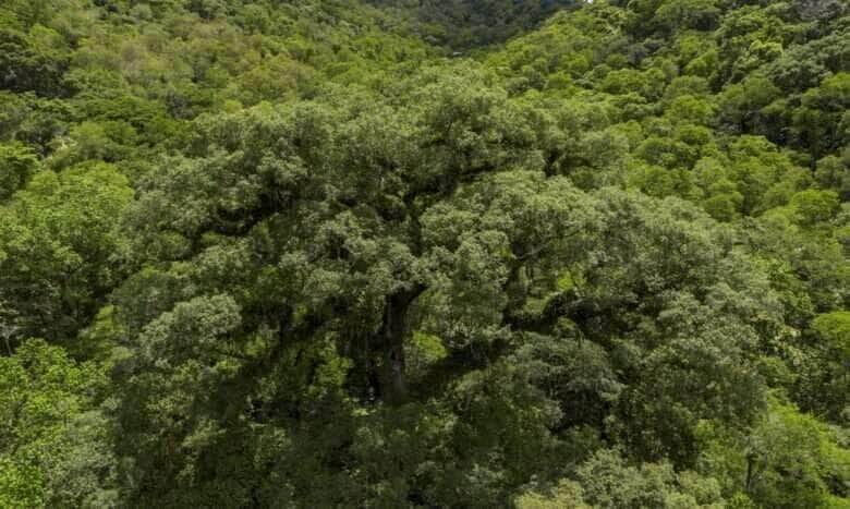 STF afasta requisitos para novas unidades de preservação ambiental em Mato Grosso