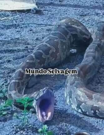 Vídeo viral confunde internautas que acreditavam ser uma sucuri, mas o registro revela a impressionante estratégia de defesa da píton, uma serpente exótica que não pertence à fauna brasileira.