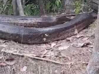 O espetáculo da natureza foi registrado às margens de um rio, revelando toda a imponência da maior serpente da América do Sul. 
