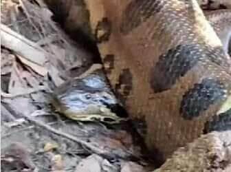 Pescadores se deparam com uma sucuri gigante à margem do rio e ficam surpresos com a reação da cobra