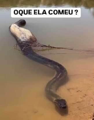 Flagrada por internautas, gigante das águas surpreende ao exibir silhueta generosa e reforça a grandiosidade da vida selvagem no Brasil