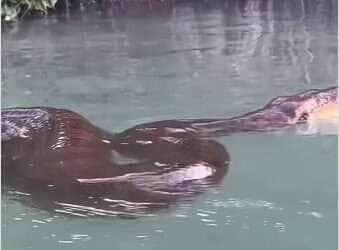 turista flagra sucuri relaxando após banquete em rio de Mato Grosso do Sul