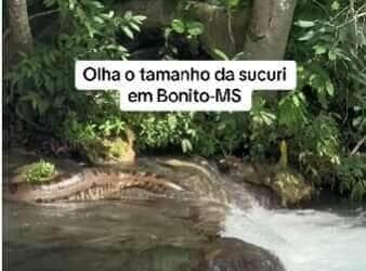 Sucuri verde é flagrada relaxando em cachoeira no Mato Grosso do Sul