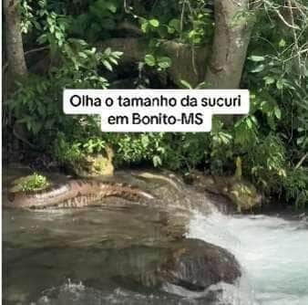 Sucuri verde é flagrada relaxando em cachoeira no Mato Grosso do Sul