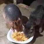 Vídeo fofo mostra que até espécies diferentes podem viver em harmonia e nos ensina muito sobre convivência no reino animal.