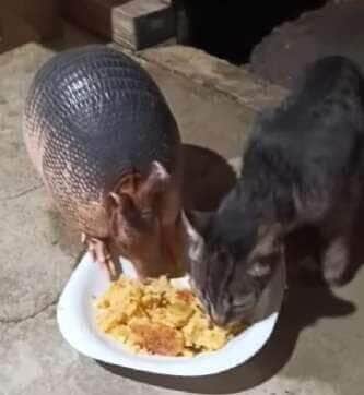 Vídeo fofo mostra que até espécies diferentes podem viver em harmonia e nos ensina muito sobre convivência no reino animal.