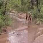 Quando o tigre decide recuar diante do perigo; sabedoria felina