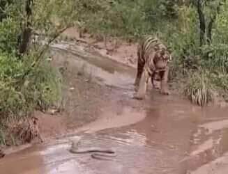 Quando o tigre decide recuar diante do perigo; sabedoria felina