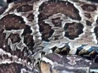 Urutu-cruzeiro à vista! biólogo mostra cobra camuflada e alerta aventurosos da natureza