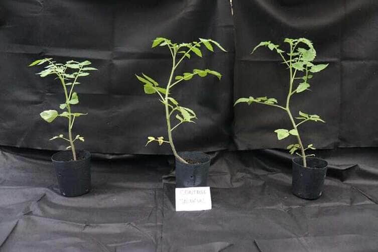 250408 BacteriaMurchaTomate Siglia Souza plantas saudaveis