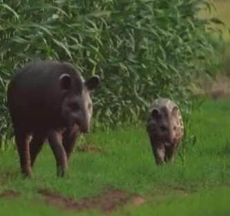 fotógrafo flagra mãe anta e filhote em cena rara e emocionante