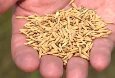 ARROZ 08 1024x576 1