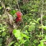 Aeronave cai em Mato Grosso