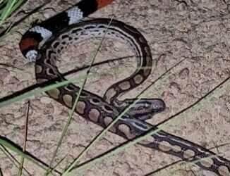 Rei das Serpentes flagra cobra coral devorando outra cobra em vídeo impressionante 