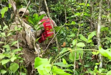 Corpo de piloto e encontrado dentro de aeronave que caiu em Mato Grosso