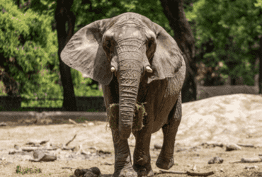 Elefanta Pupy inicia longa jornada da Argentina para santuario em Mato Grosso