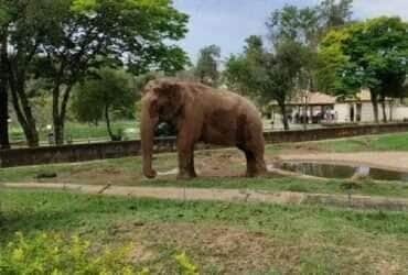 Elefante Sandro será transferido para Santuário em Mato Grosso após decisão Judicial Histórica
