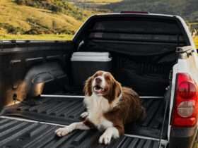 Feriado prolongado movimenta viagens com pets Pexels 3